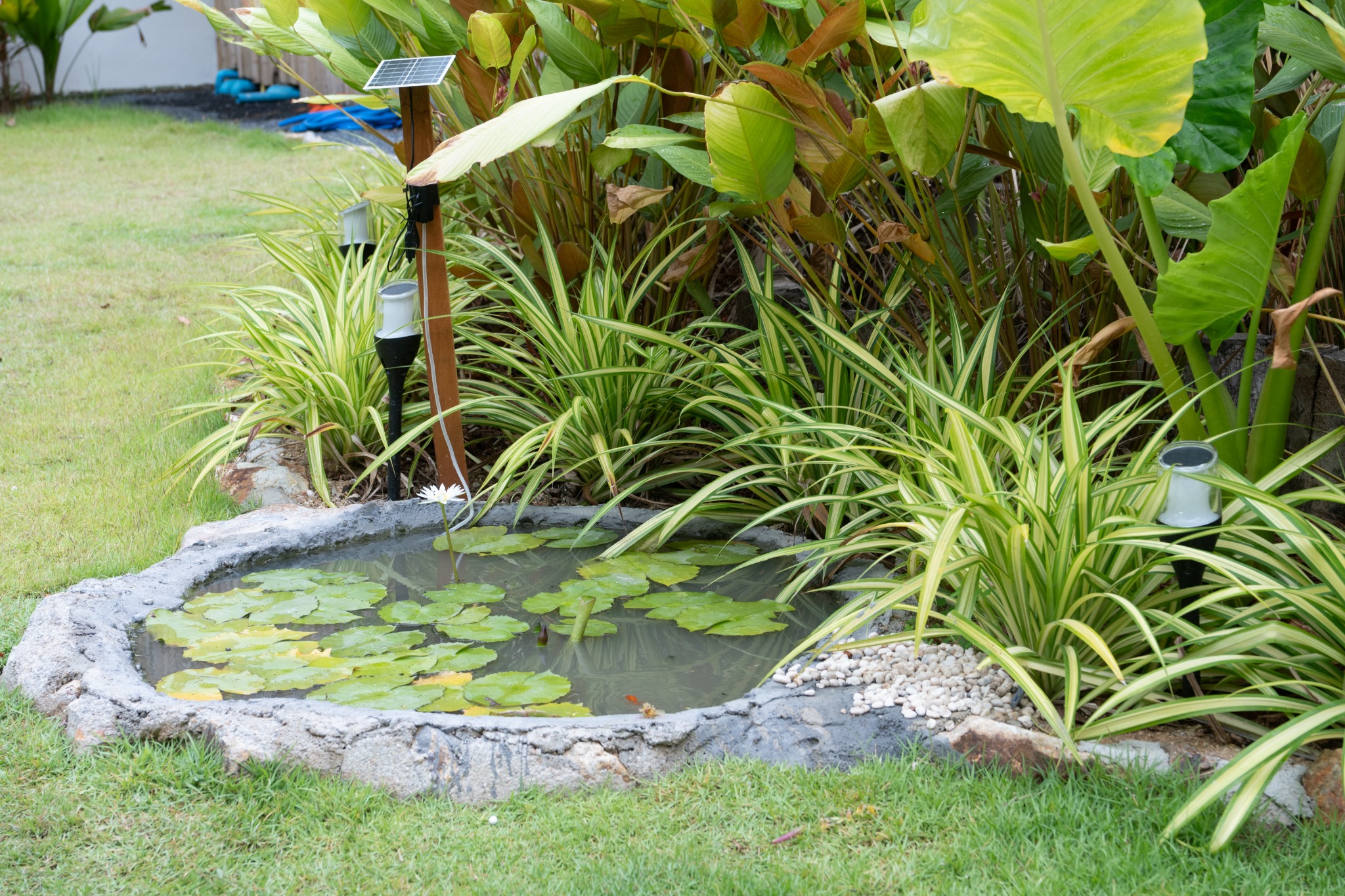 Lotus pond in the tropical garden